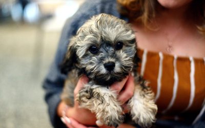 6 Things to Look for in a good puppy preSchool