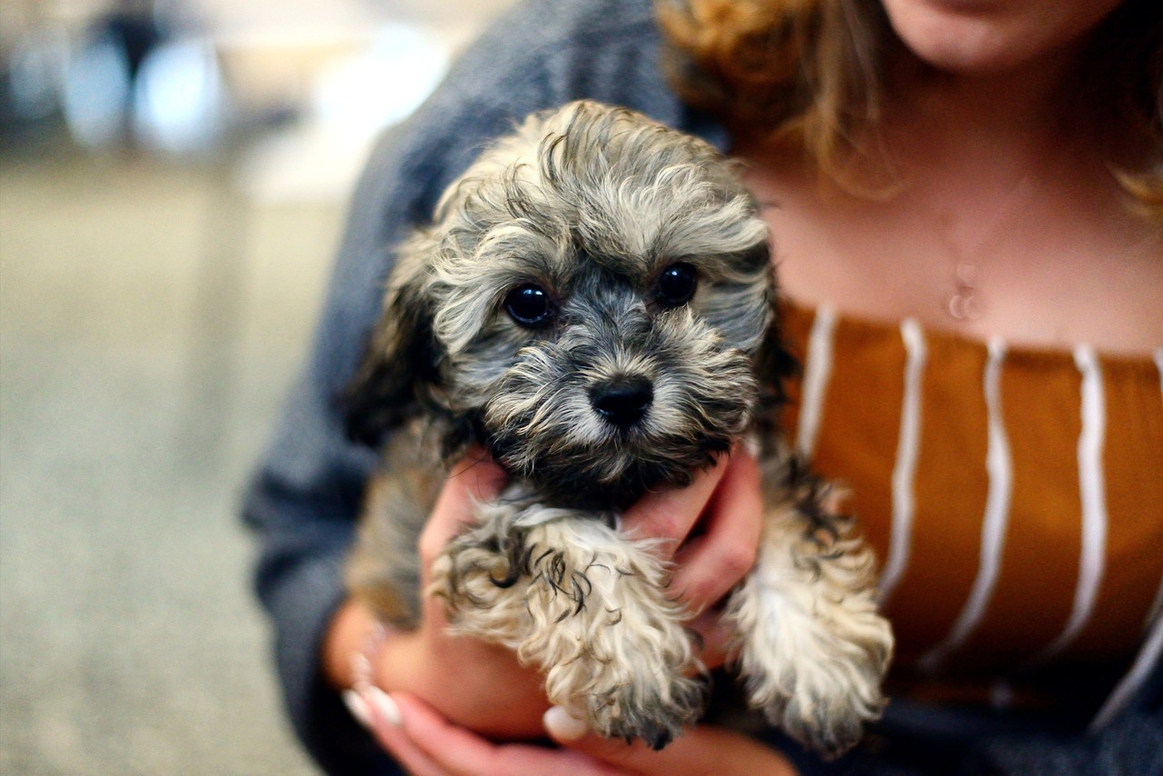 6 Things to Look for in a good puppy preSchool