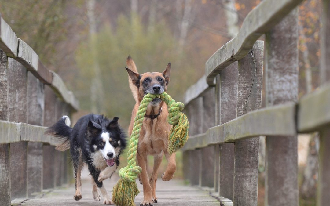 How Much Dog-To-Dog Socialisation Does Your Dog ACTUALLY Need?