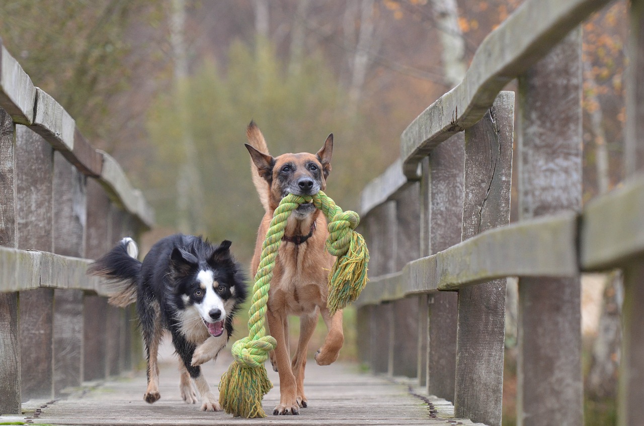 How Much Dog-To-Dog Socialisation Does Your Dog ACTUALLY Need?