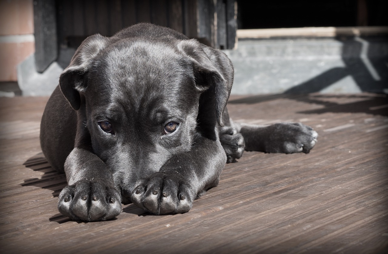 dog-423398_1280