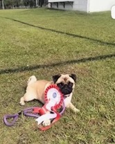 @la_lapug on Instagram