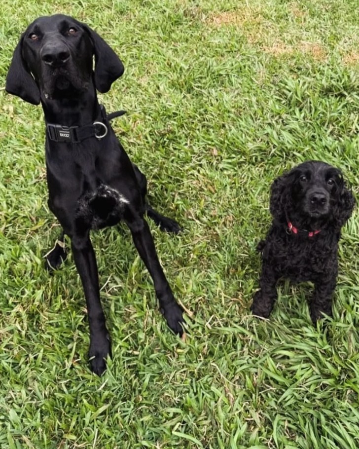 @thegundoggang on Instagram
