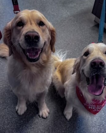 @thetwosportygoldens on Instagram