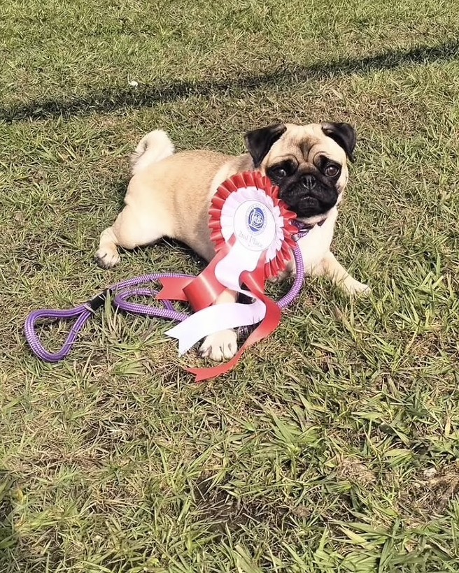 @la_lapug on Instagram